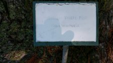 Pinus-monticola_PeaceArchPark_Cutler_20170827_133222.jpg