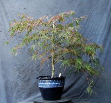 acerp-hanamatoi_170831a.jpg