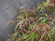 acerp-hanamatoi_170831d.jpg