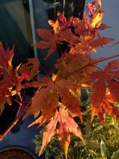 IMG_20170914_183617.jpg