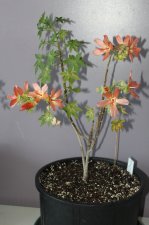 IMG_8573.JPG