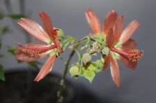 IMG_8587.JPG