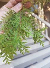 cypress 3.jpg