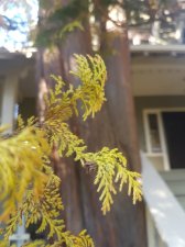 cypress 2.jpg