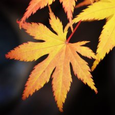 11_3 garden maples 05.jpg