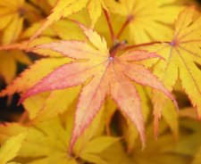 11_3 garden maples 04.jpg