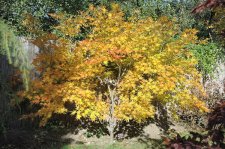 Ao meshime no uchi full tree.jpg
