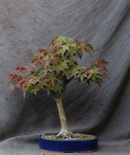 acerp04_171030a.jpg
