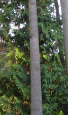 cedar.jpg