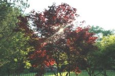 A.P. 'Moomfire' SP1.JPG