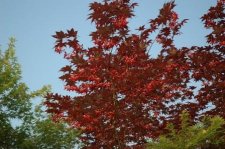 A.P. 'Moonfire' Sp2.JPG
