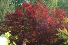 A.P. 'Moonfire' SP3.JPG