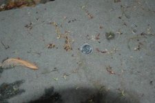 A.P. Shishigashira Seeds.JPG