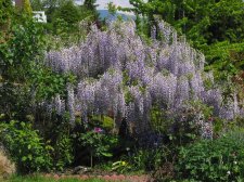 Wisteria010505011000.jpg