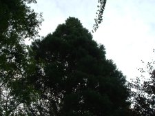 sequioa trees 007.jpg