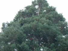 sequioa trees 013.jpg