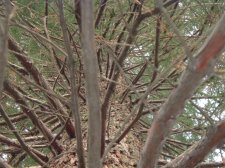 sequioa trees 021.jpg