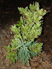 conifer volunteer 7july2006.jpg