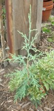 conifer volunteer 24august2006 a.jpg