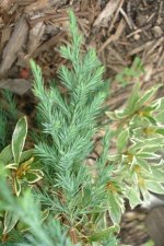 conifer volunteer 24august2006 b.jpg