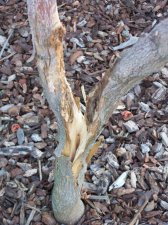 Post_Mortem_Trunk.jpg