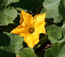 Spaghetti Squash.jpg