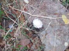 Mushrooms 003.jpg
