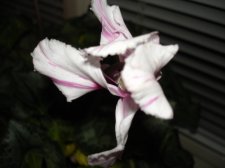 DSC03937.JPG