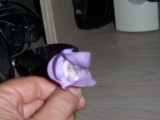 Picture_0736.JPG