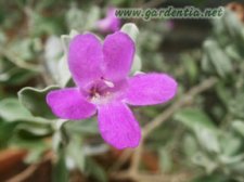 Leucophyllum frutescens.jpg