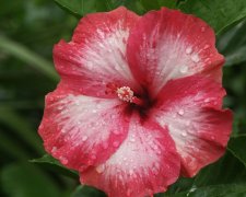 8658304-L.jpg