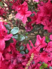 IMG_0133.jpg