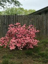 IMG_0135.jpg