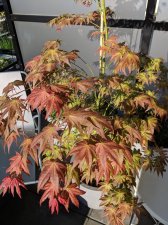 IMG_20180507_181549.jpg