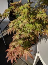 IMG_20180507_181554.jpg