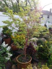 2018-05-07 07.51.26 Sango.jpg