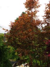 Acer palmatum ' Beni hagoromo ' .jpg