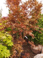 Acer palmatum 'Beni hagoromo' .jpg