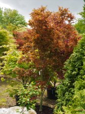 Acer palmatum 'Beni hagoromo' form.jpg