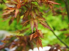 Acer palmatum 'Beni hagoromo' leaf.jpg