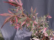 acerp-rainbow01_180601b.jpg