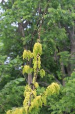 IMG_6729.JPG