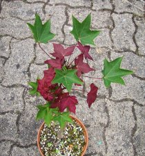 acer-nonid_180610a.jpg