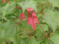IMG_3290.JPG
