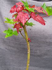 acer-nonid_180612a.jpg