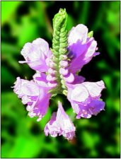 unknown-IMG_0059.jpg