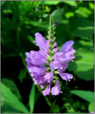 unknown-IMG_0144.jpg