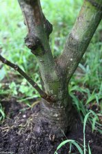 Mon zukushi-trunk from front-1-5A.jpg