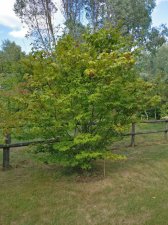IMG_20180817_180849.jpg