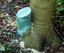 acer_180818a.jpg